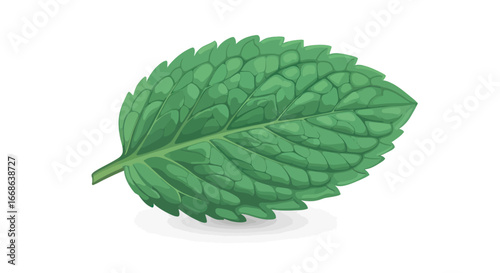 Detailed close up of a vibrant green mint leaf isolated.