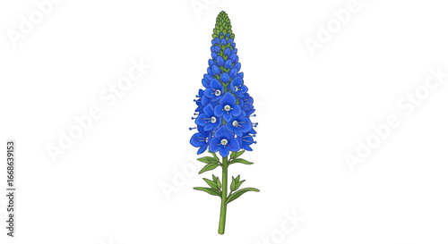 Single Stalk of Vibrant Blue Flowers on White Background.