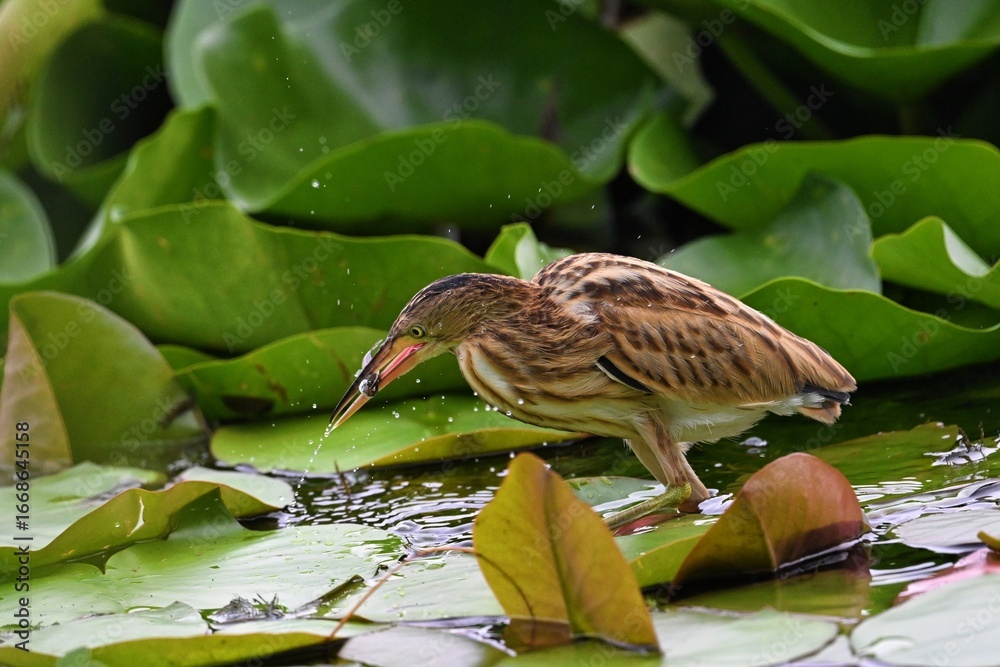 Fototapeta premium great blue heron in water