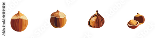 Set of hand-drawn hazelnuts in various stages of shelling  