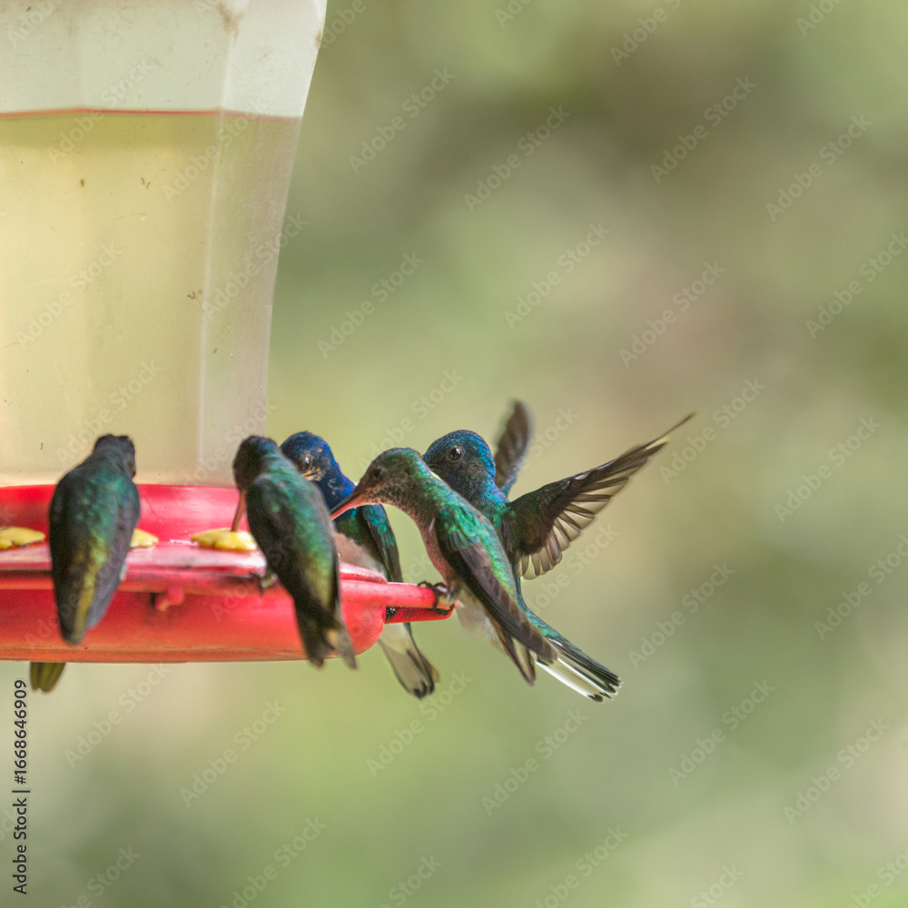 Obraz premium Group of hummingbirds feeding at the feeder in peruvian cloud forest amazon