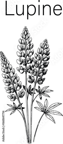 Lupine Flower Botanical Vector Illustration – Hand Drawn Wildflower Design