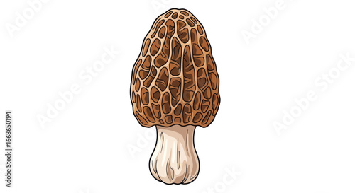 Detailed Illustration of a Morel Mushroom with Honeycomb Cap.