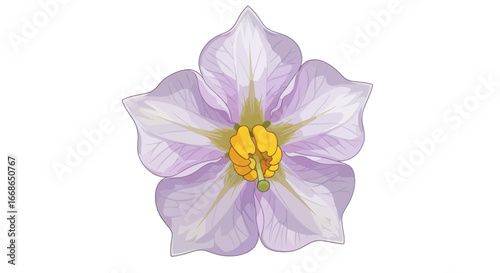 Single potato flower with purple petals and yellow center.