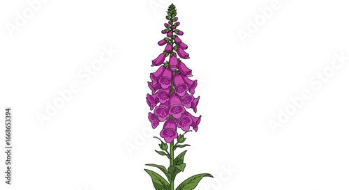 Closeup of a Single Purple Foxglove Flower.