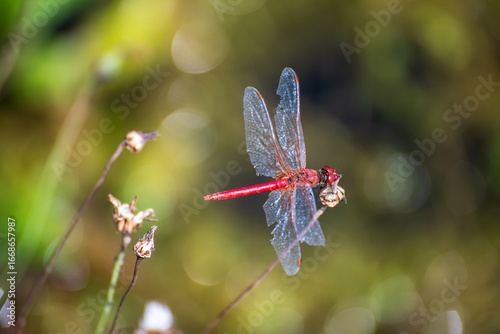 Canvas Print Una libellula posa su una pianta acquatica in riva allago