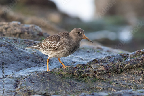 A purple sandpiper searches for food among the rocks as the tide comes in