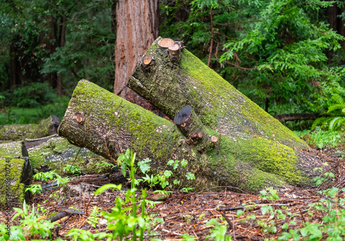 Tableau sur toile old stump in the forest Muir Woods California