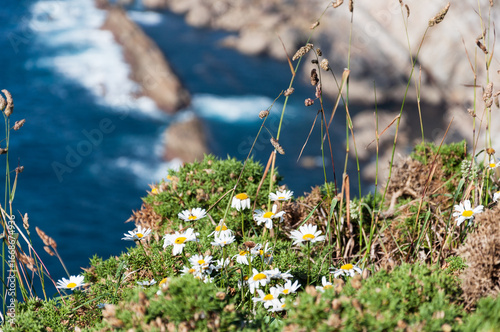 Flores blancas junto acantilado con el mar al fondo