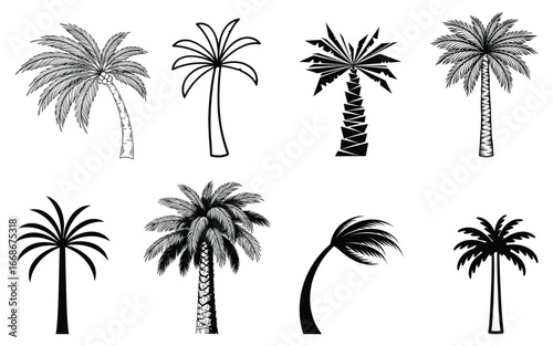 Collection of tropical palm tree illustrations, black and white vector design, exotic nature and summer concept, botanical artwork