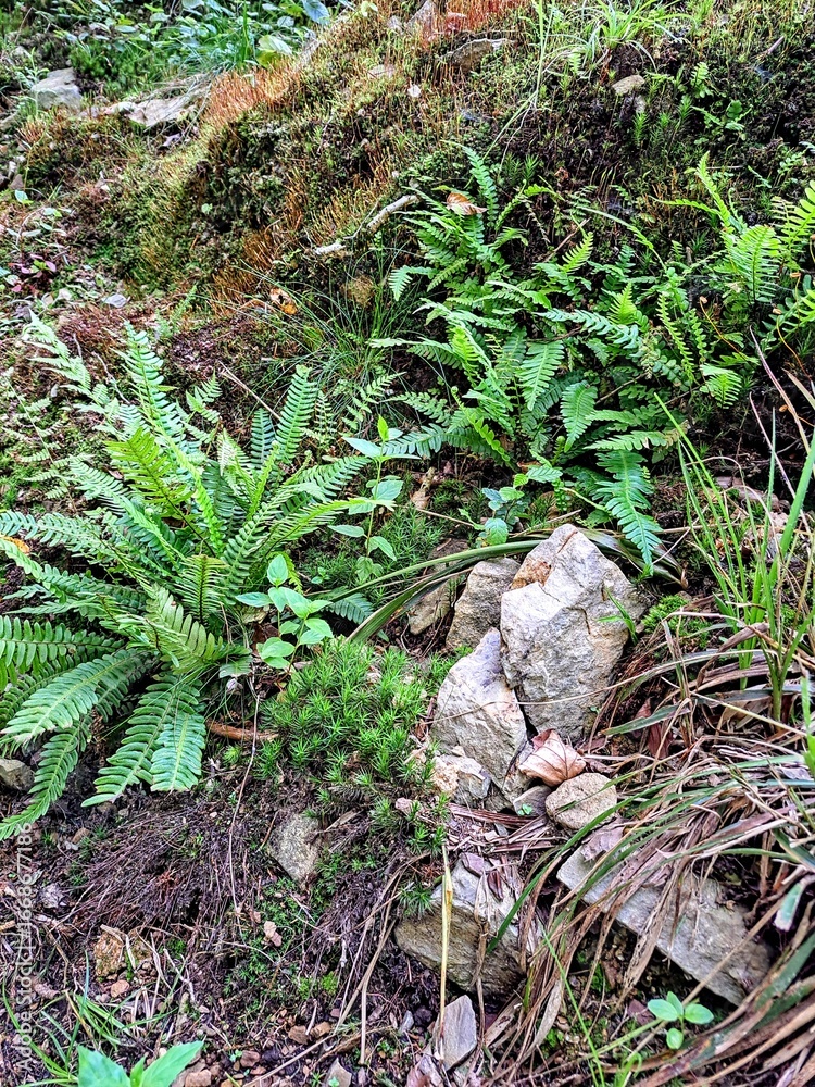 Obraz premium Forest background of green ferns and moss on a stone hill. Close-up, in clear summer weather.