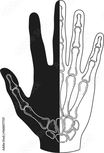 Half skeleton hand and half normal hand illustration on white