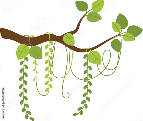 Tropical tree branch with leaves and hanging vines, green foliage clipart, jungle plant illustration, nature element, forest decor