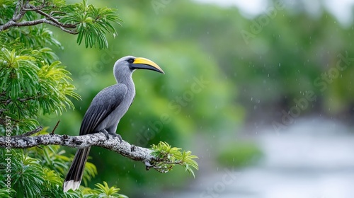 Closeup of a Gray Hornbill with a Large Yellow Curved Bill Perched on a Branch in a Lush Green Rainforest