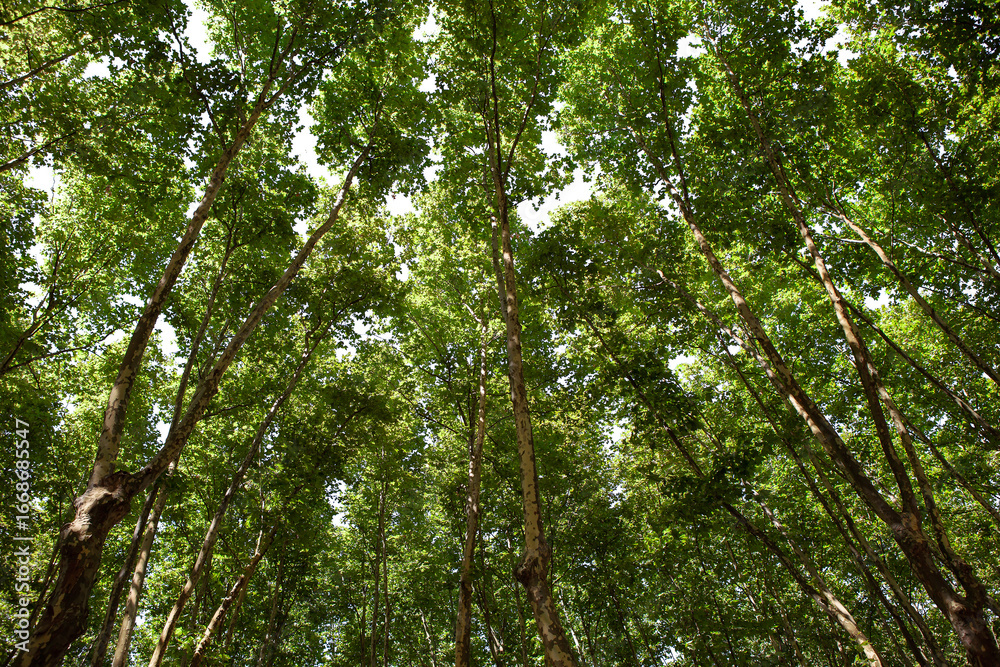 Naklejka premium Urban leafy undergrowth in summer