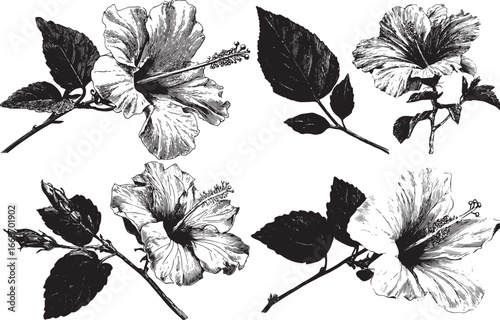 Black and white woodcut illustration of an elegant tropical flower, vector, contour, on the left side there is one black hibiscus leaf with long petioles. eps