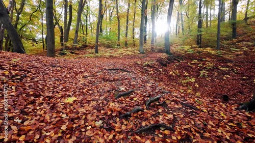 POV shot of a person walking through a forest or a park with brown leaves and sun shining through the foliage