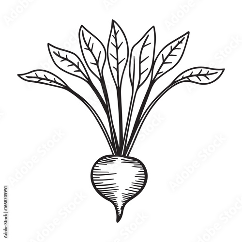 Illustration of a fresh beet with leaves, , perfect for healthy eating, vegetarian recipes, and organic farming concepts