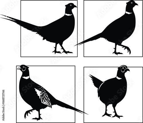 Pheasant bird silhouette icons, wild game bird vector illustration, hunting wildlife clipart, nature animal flat design, feather outline style.