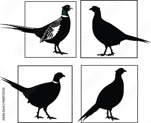 Silhouette and detailed pheasant bird illustrations, side view poses, perfect for wildlife, nature, hunting themes, vector graphics, editable design.