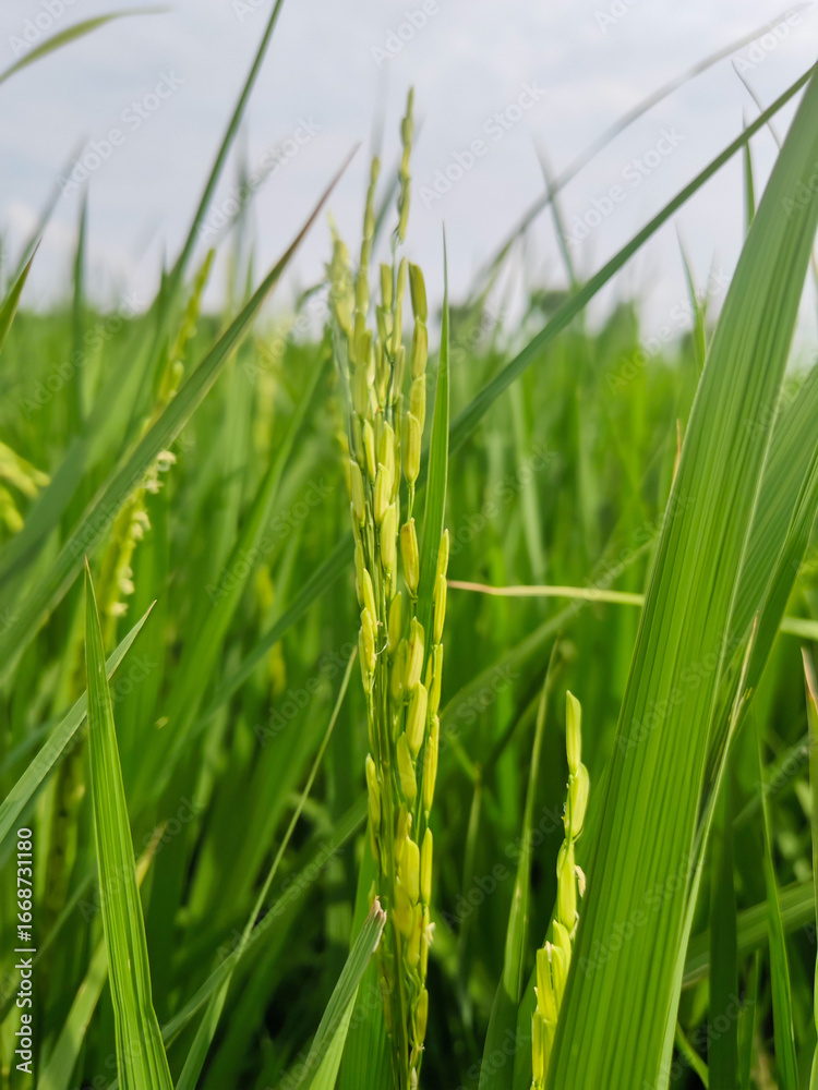 Obraz premium green rice and paddy crops in open fields