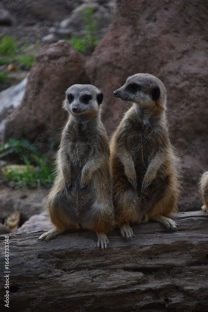 Fototapeta premium meerkat on guard