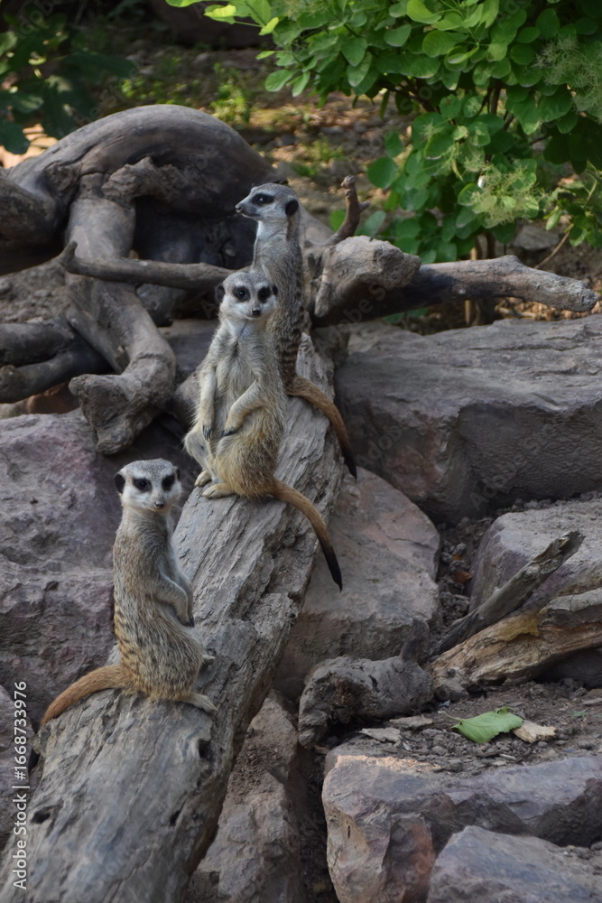 Obraz premium meerkat on guard