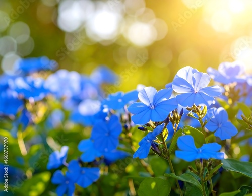 Bright blue flowers in a garden setting