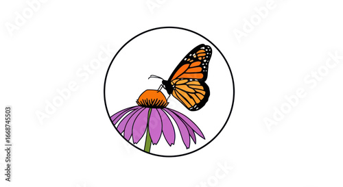 Monarch Butterfly on Purple Coneflower.