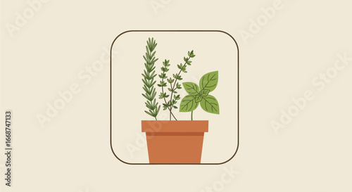 Potted Herbs Display.