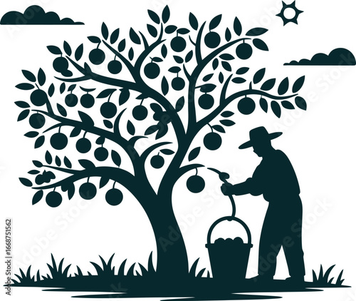 Farmer picking fruit from tree silhouette