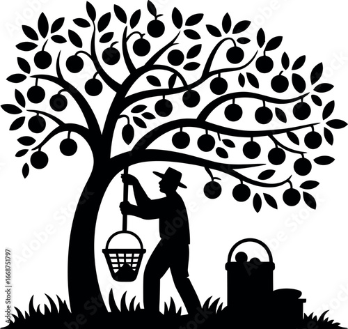 Silhouette of a farmer picking fruit from a tree