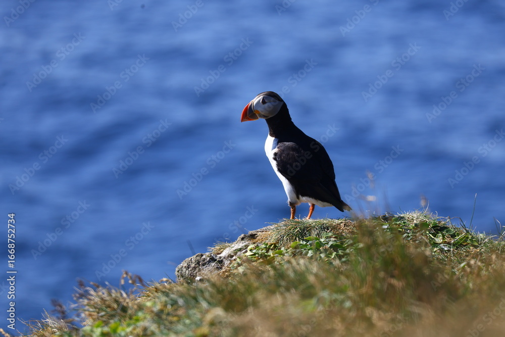 Obraz premium Colorful Atlantic puffin standing on grassy cliff edge in Iceland with ocean in background, close-up wildlife bird portrait in natural habitat during summer coastal season, nature
