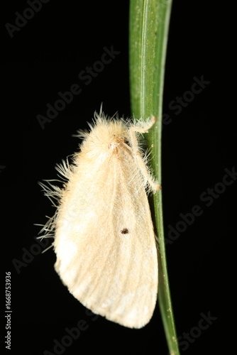  The image depicts a Tea Tussock Moth Caterpillar (Euproctis similis) perched on a plant stem, exhibiting typical nocturnal moth caterpillar behavior—resting while awaiting feeding time.
