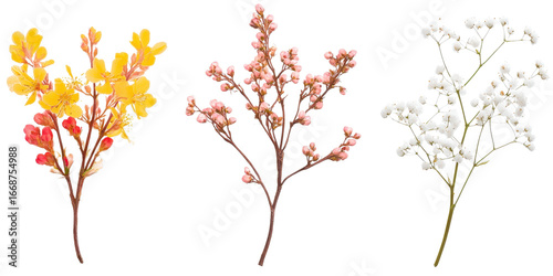 Floral set small sprigs of yellow Berberis Thunbergii, pink Chamelaucium, and white gypsophila isolated on a white transparent background