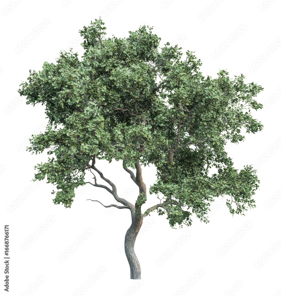 Obraz premium PNG Real oak tree background green white.