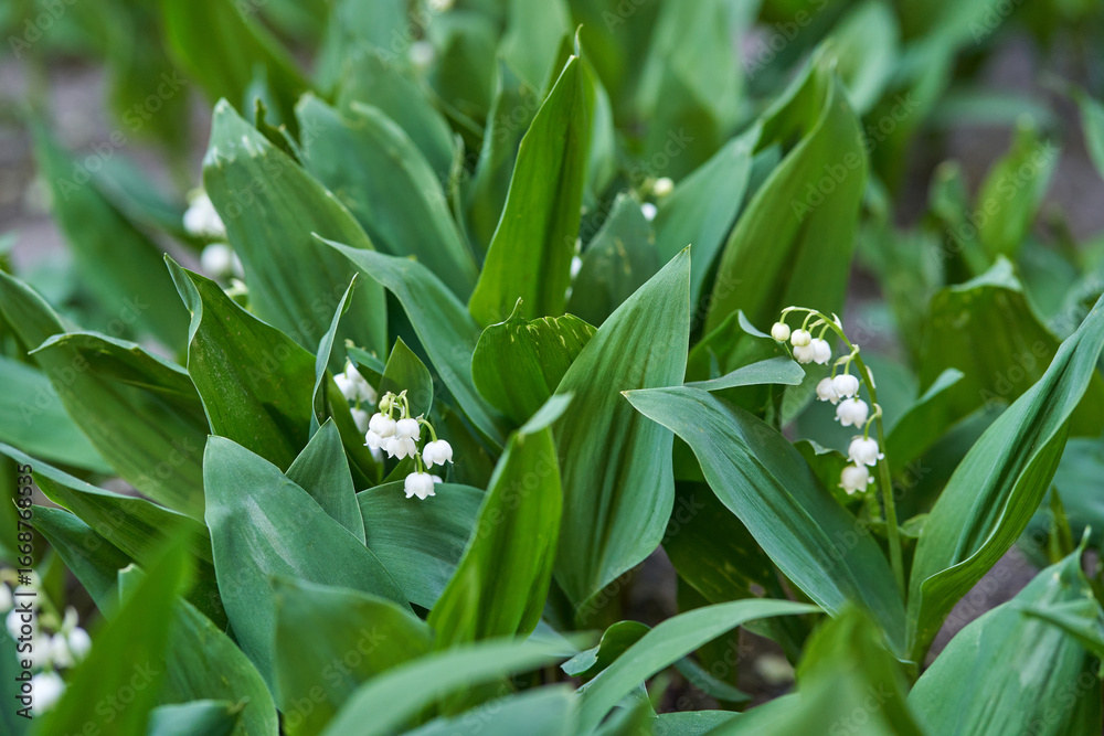 Obraz premium Lush lily of the valley green leaves and delicate white flowers in blooming garden.