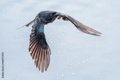A wet, wild spangled drongo (Dicrurus bracteatus) in flight with water droplets coming off it, Australia