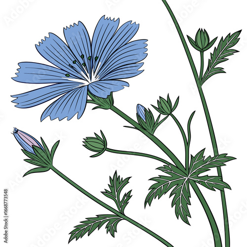 blue and white cranesbill hardy geranium blue