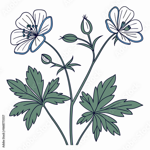 set of cranesbill hardy geranium blue