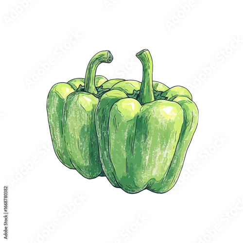 bell pepper hand drawn illustration