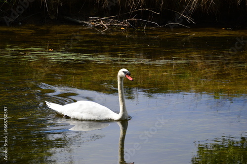 ein Schwan auf der Niers