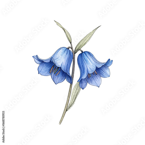bluebell flowers hand drawn illustration