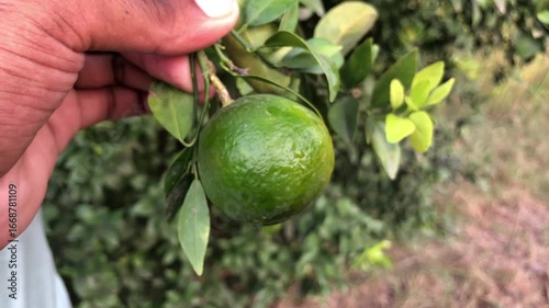 Hand holding green lime on tree branch
