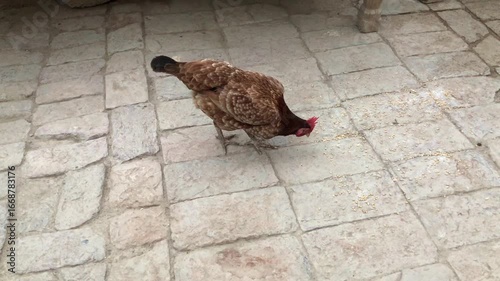 Brown chicken on stone tiles