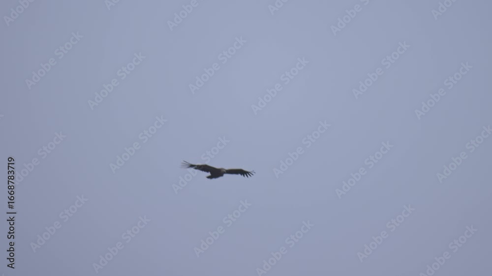 Group of vultures soaring in thermals over hilly terrain in Spain with clear sky in the background. Group of vultures soaring in thermals over hilly terrain in Spain with clear sky in the background.