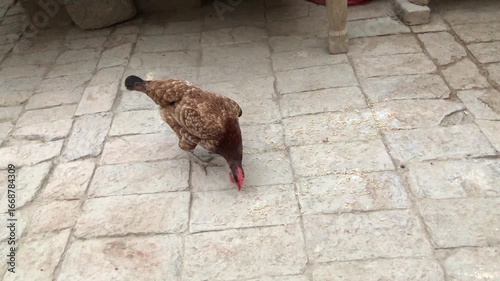 Brown bird on stone tiles