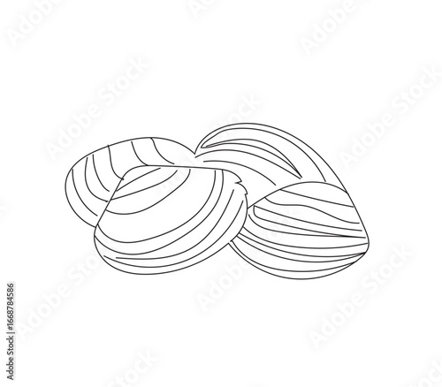 Vector illustration of a clam in detailed graphic style, isolated on a clean white background. Suitable for marine biology education, ocean life materials, and scientific projects about mollusks 