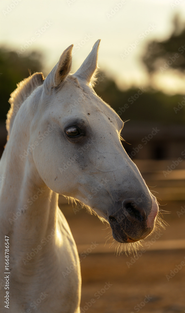 Obraz premium Close-up portrait of a majestic and beautiful white horse with a serene expression, backlit by the warm light of the sunset at golden hour.