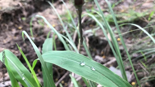 Water droplets on green grass leaf